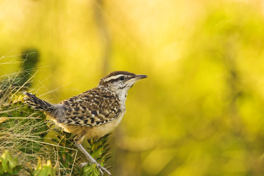 Cactus Wren