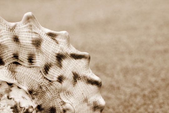 Shells