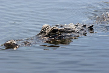 Alligator