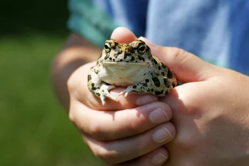 Foto auf Acrylglas Frosch Jugend hält einen Frosch