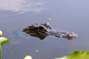 Alligator