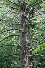 Fototapeta premium Dead tree