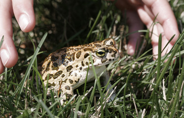 To catch a frog