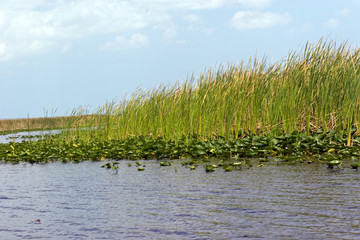 Everglades Reeds