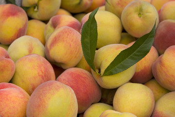 Delicious freshly picked peaches