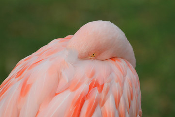 A brightly colored pink flamingo 