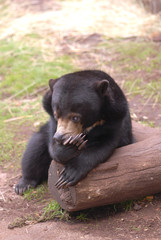 A sun bear appears to be covering it's mouth after a large yawn.