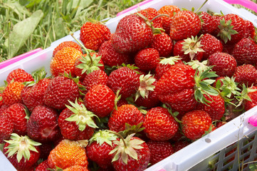 pottle full of fresh and juicy strawberry