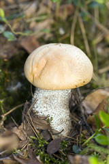 a small orange-cap boletus