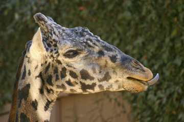 Profile view of a giraffe sticking it's tongue out