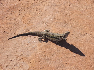 Frill Neck lizard