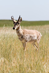 antelope (pronghorn) in its natural environment, wyoming