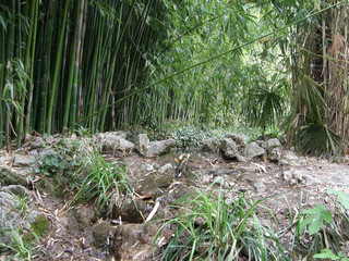 bamboo grove.