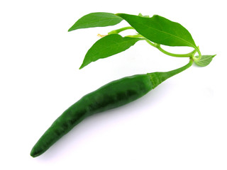 Spices. Pepper. A close up. Isolated on a white background.