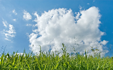 green grass and blue sky