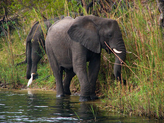 Fototapeta premium Elephants, Zambezi River, Zimbabwe
