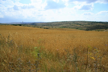 Fototapeta premium campo d'oro