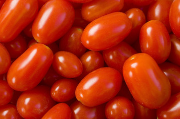 Red ripe tomatoes