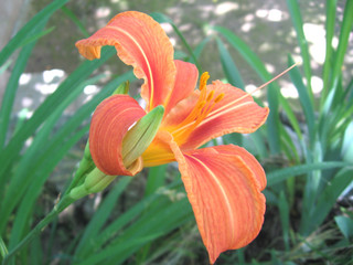 The beautiful orange lily in the grass