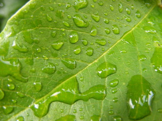 feuille avec gouttes de pluie