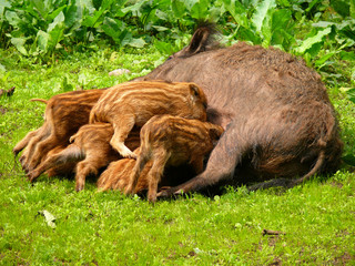 Wildschwein mit Frischlingen
