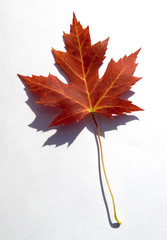 Red maple leaf on white background
