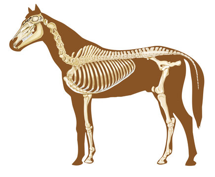 cavallo