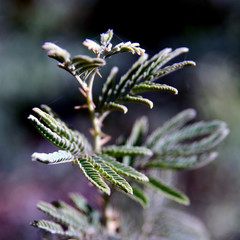 Young branch on the blured background
