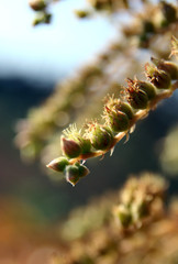 Young flowers on the sunlight