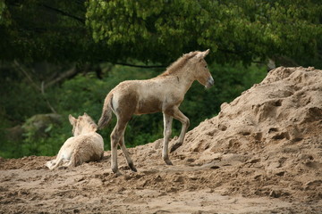 Przewalski-Pferde