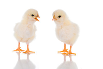Chick Talk