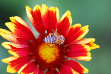 Biene auf Necktarsuche