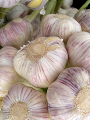 Knoblauch