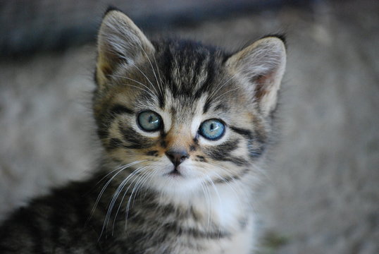 Katzengesicht