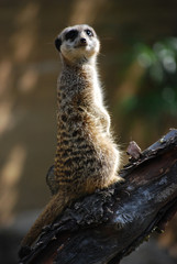 Fototapeta premium Erdmännchen