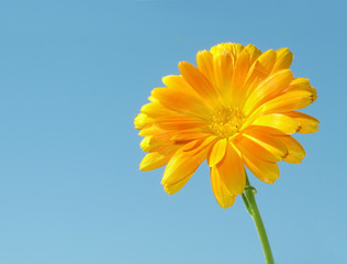 Yellow flower of  calendula on  background of  blue sky