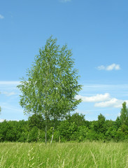 Beautiful landscape with white birches. Summer.