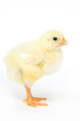 Baby chick standing up looking right