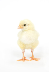 Baby chick standing up looking left