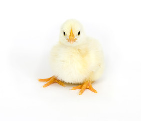 Yellow chick resting on white background
