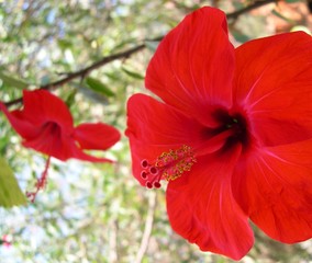 hibiskus © Martina Stumpp
