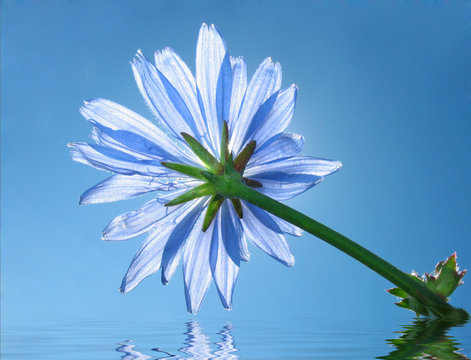 Fototapeta  Blue flower of chicory is reflected in water. Morning.