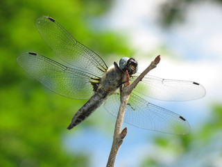 Insect dragonfly sits on  branch in afternoon