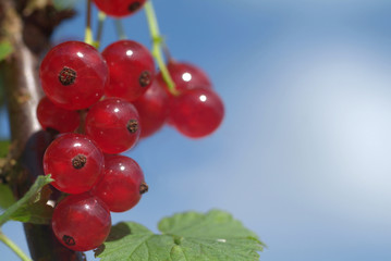 Johannisbeeren
