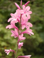 Pink Flowers