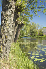 Fototapeta na wymiar Dutch river with trees on a blue sunny background.