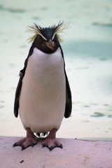 penguin