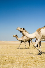 Going camels