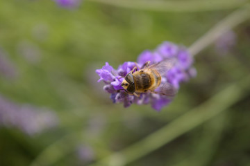 Abeille sur lavande