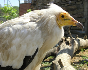 scavenger vulture (Neophron percnopterus)